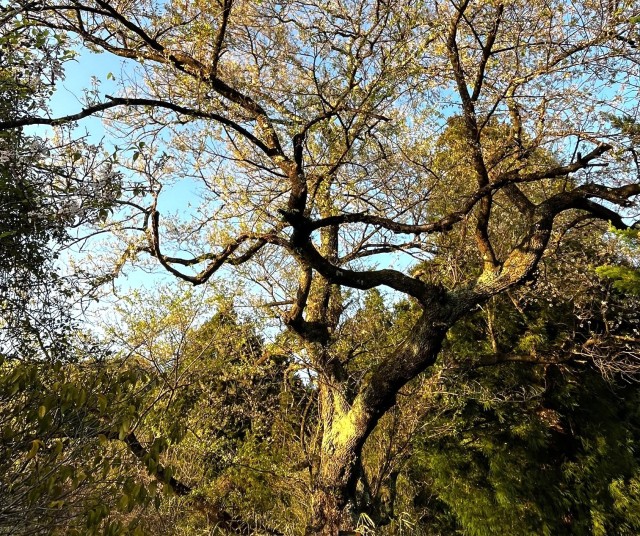 高徳のヒガンザクラ